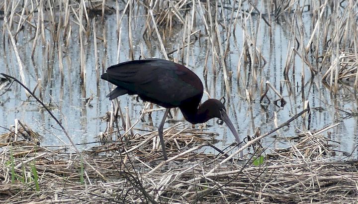 Ibis falcinelle ©M. Blavier-LPO Occitanie